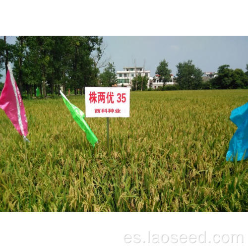 Certificado por semillas de arroz REX de alta calidad